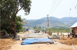 Phát triển lâm nghiệp giúp dân cải thiện đời sống 